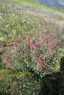 Imagem de Agastache aurantiaca (A. Gray) Lint & Epling