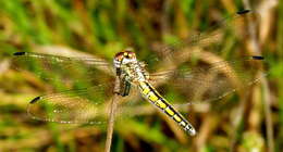 Image of Dark Dropwing