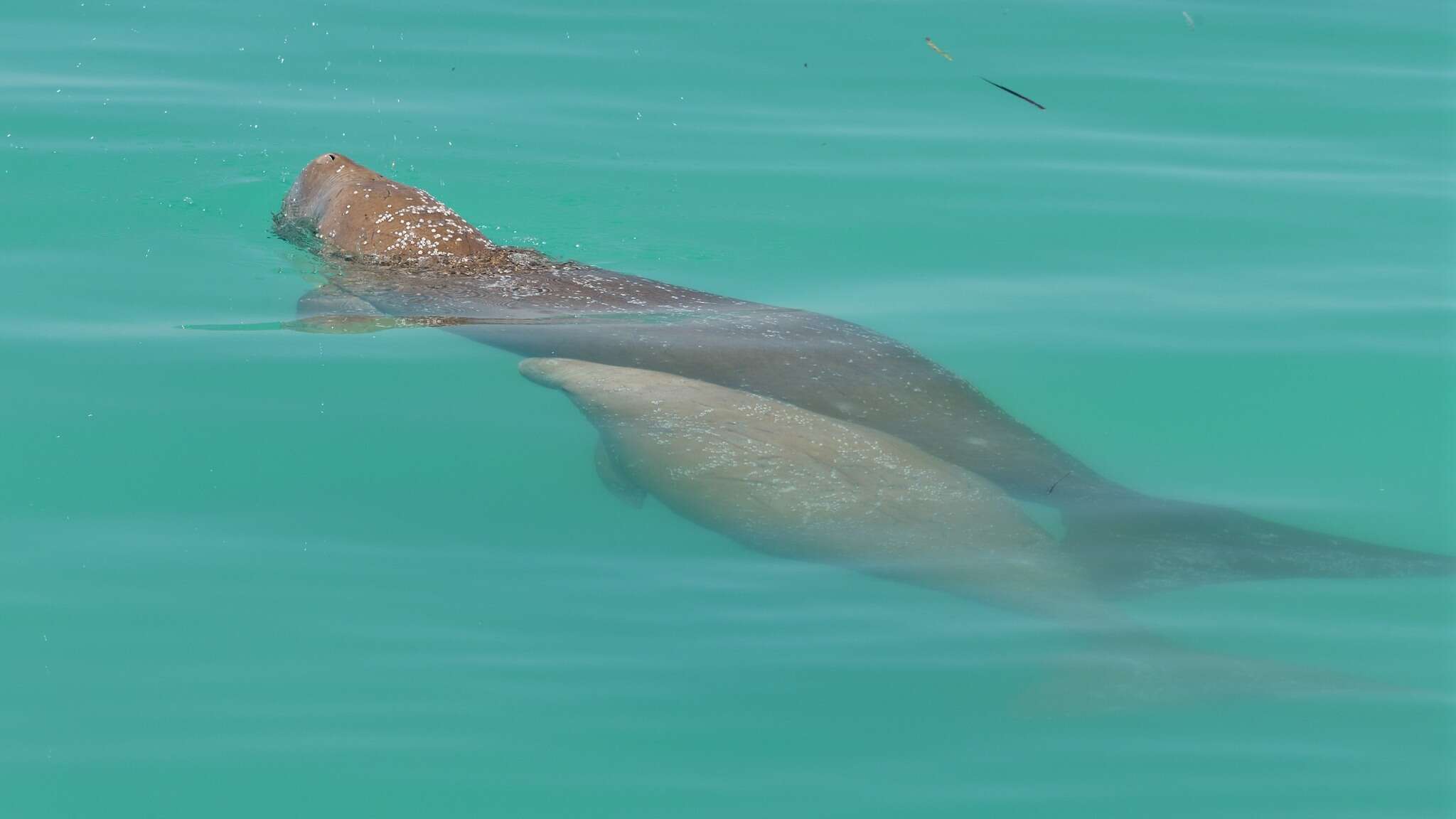 Image of Dugongs