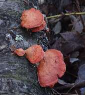 Imagem de Pycnoporus cinnabarinus (Jacq.) P. Karst. 1881