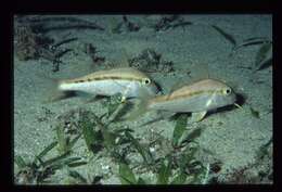 Image of Black-striped goatfish