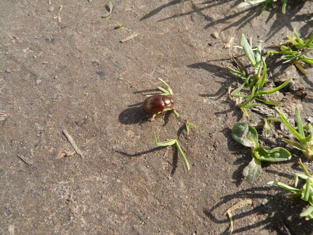 Image of Brown mint leaf beetle