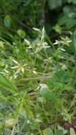 Image of sticky chickweed