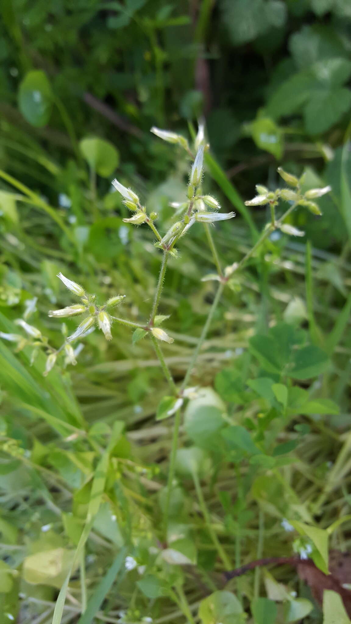 Image of sticky chickweed