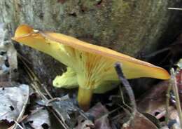 Image of Tricholomopsis decora (Fr.) Singer 1939