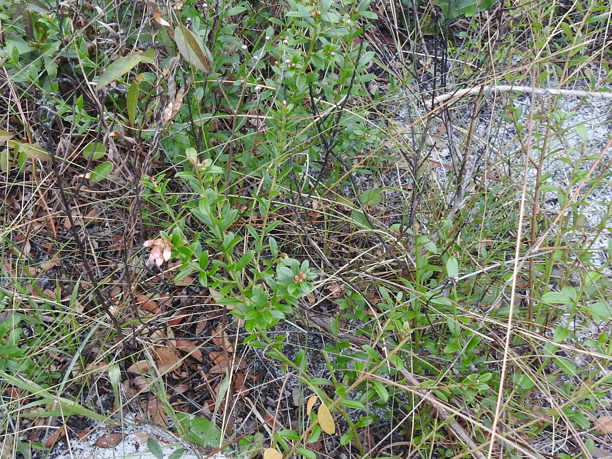 Image of shiny blueberry