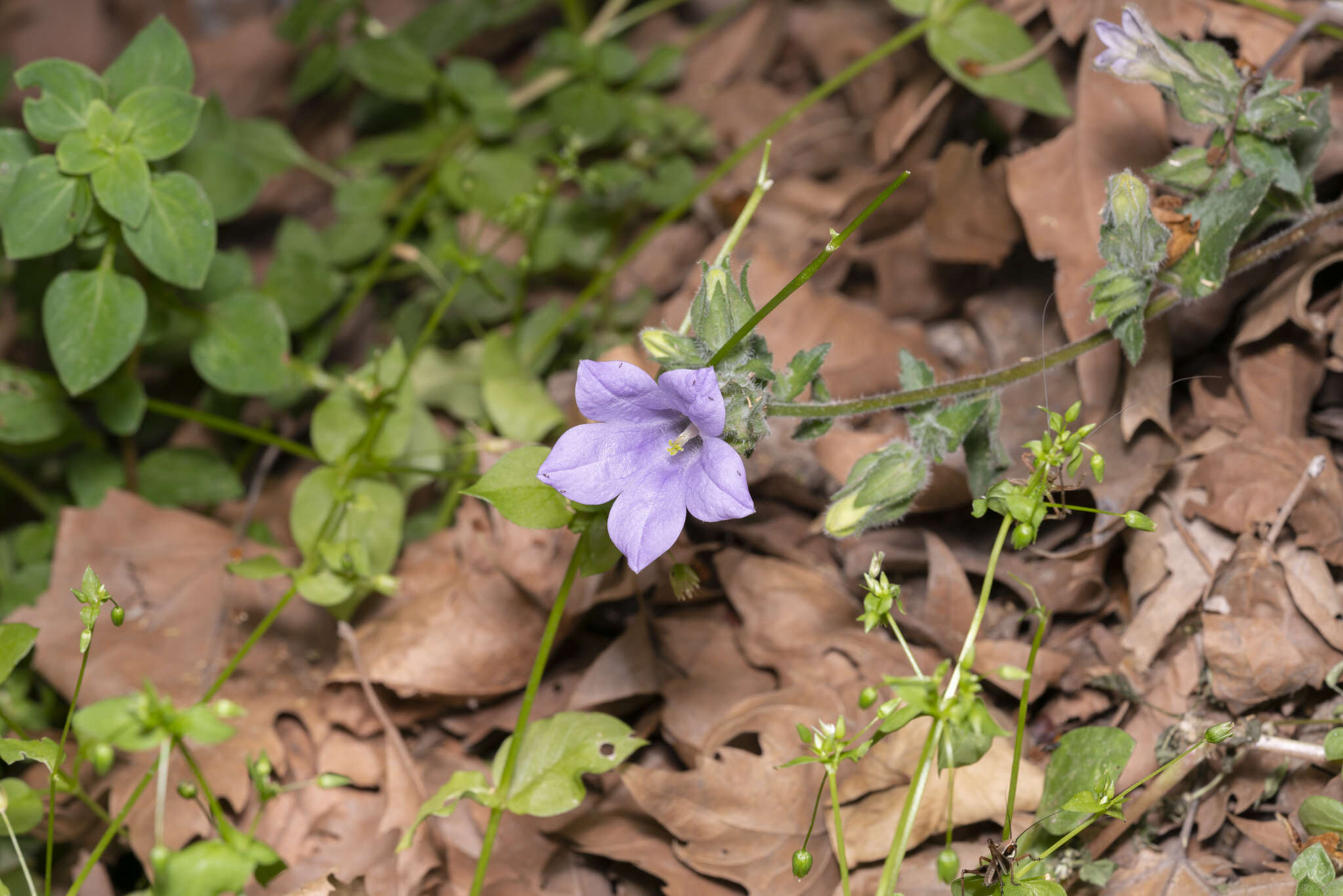 Image de Campanula hagielia Boiss.