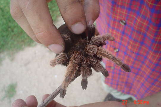 Image of Mexican Pink Tarantula