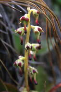 Image of Pyrola angustifolia (Alef.) Hemsley