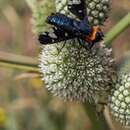 Imagem de Hyperalonia chilensis Rondani 1863