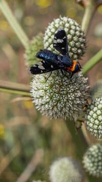 Imagem de Hyperalonia chilensis Rondani 1863