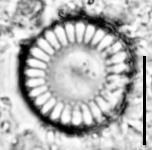 Image of Cyclotella meneghiniana