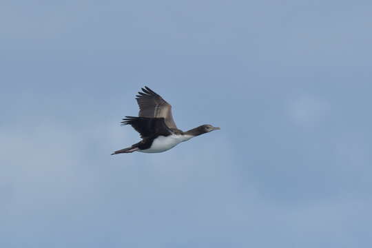 Image of Chatham Island shag