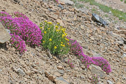 Image of Collomia debilis var. debilis