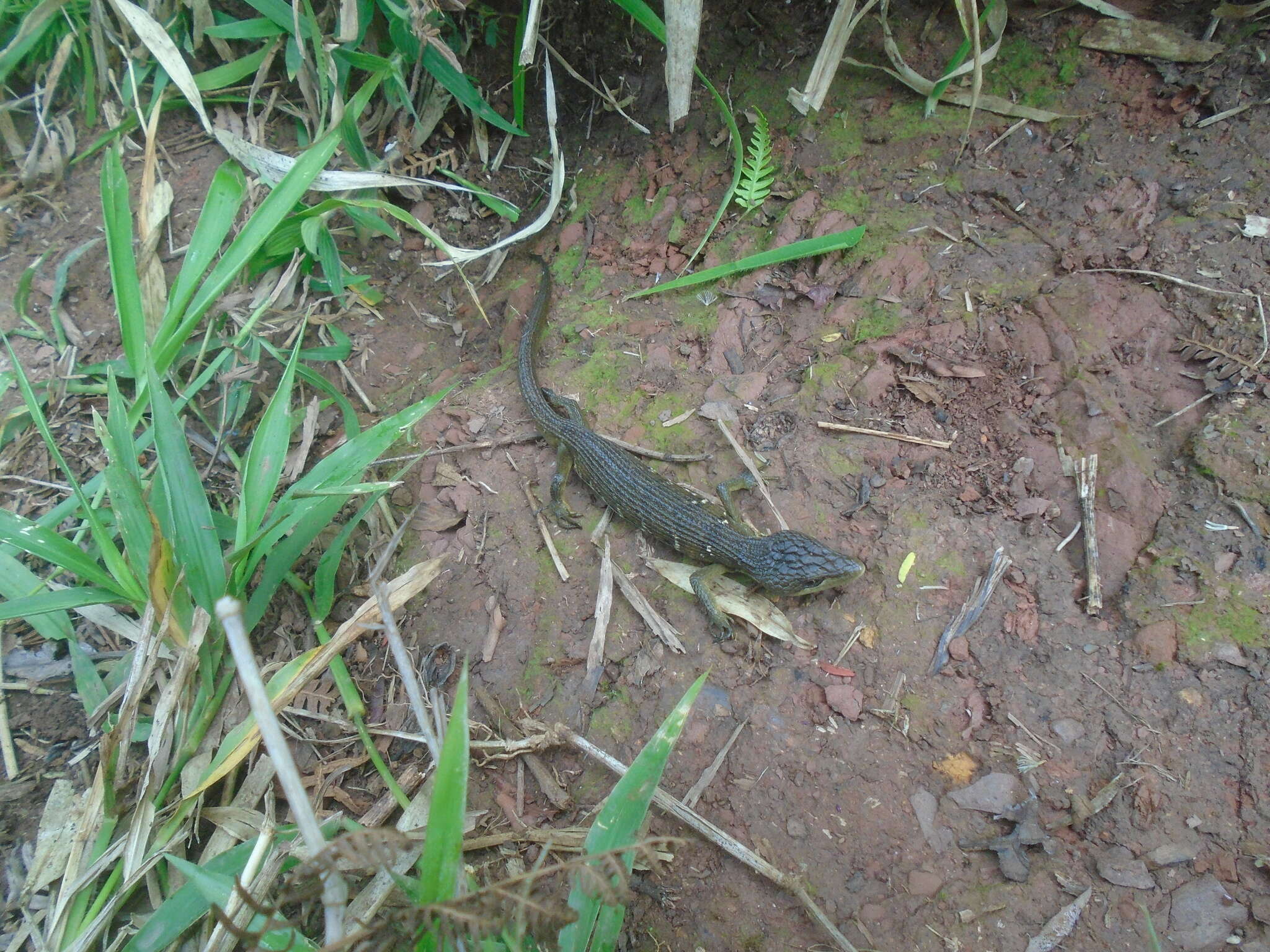 Image of Texas Alligator Lizard