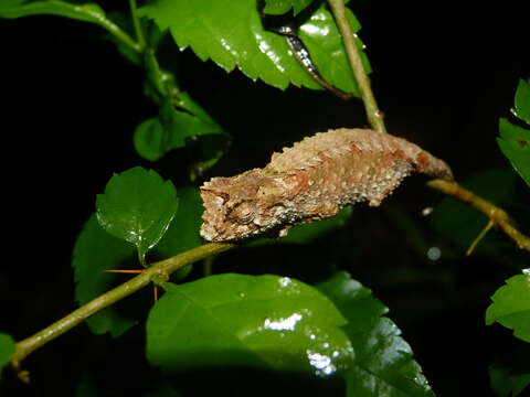 Image of Amber Mountain Leaf Chameleon