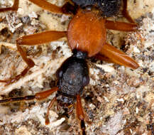 Image of Galerita (Progaleritina) bicolor (Drury 1773)