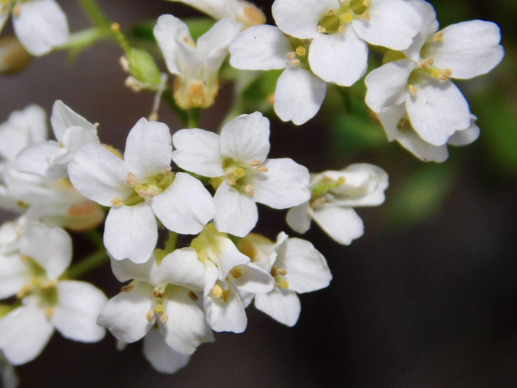 Image of branched draba