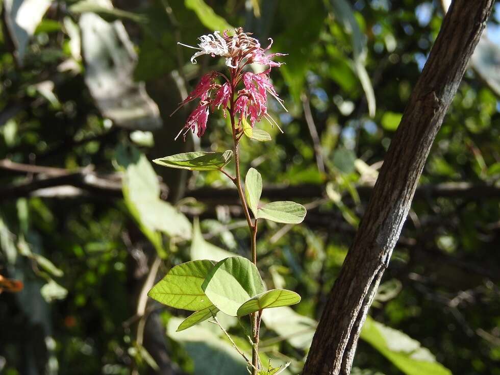 Sivun Bauhinia divaricata L. kuva