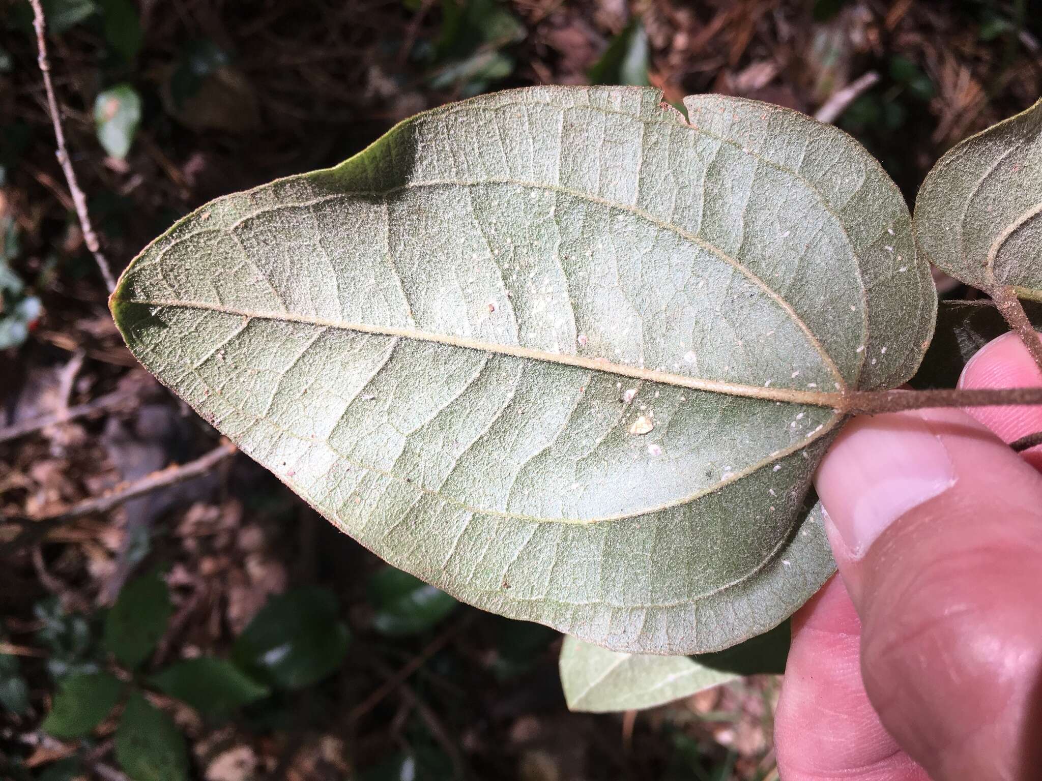 Image of Sarsparilla-Vine