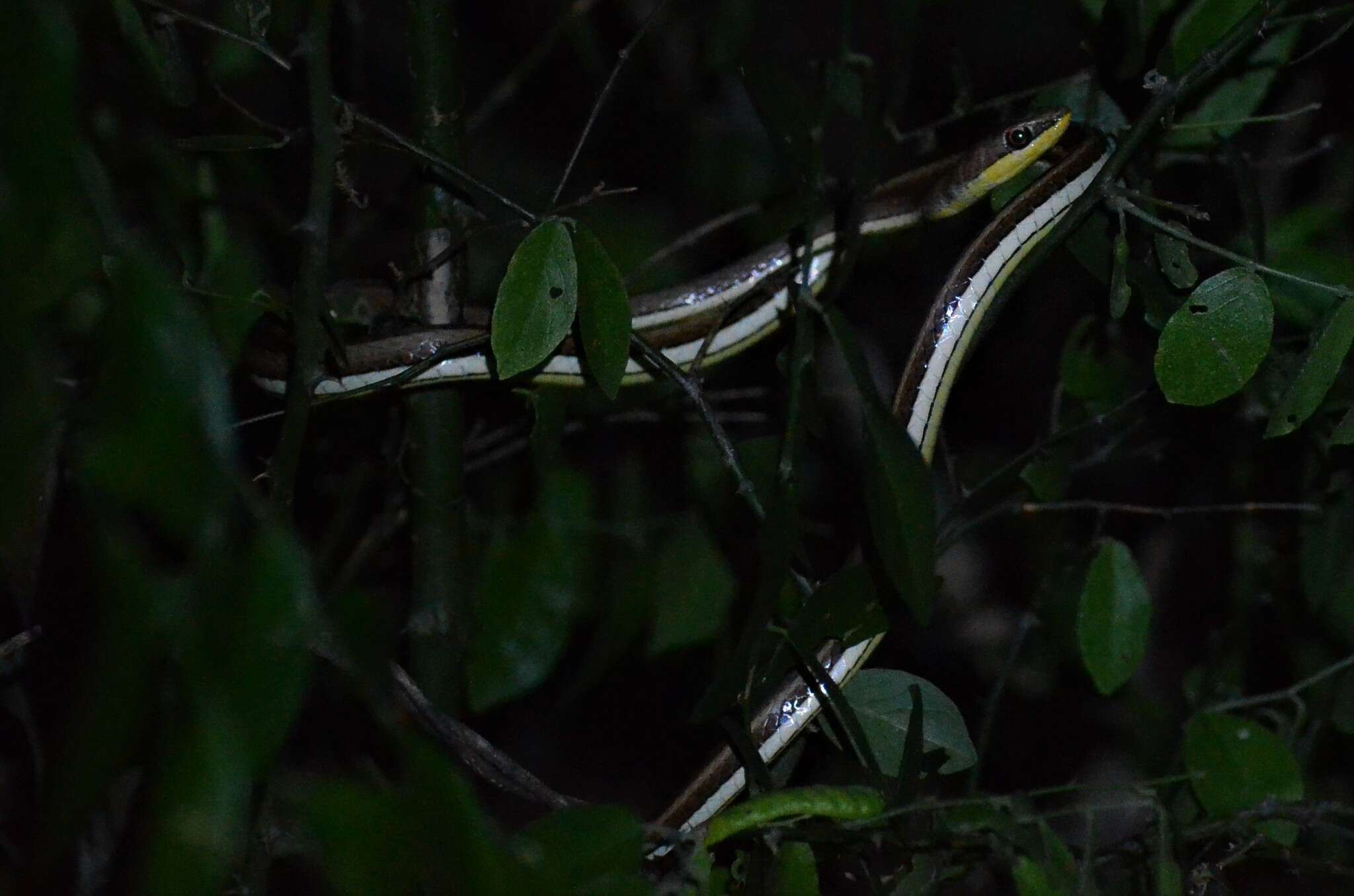 Image of Eastern Stripe-bellied Sand Snake