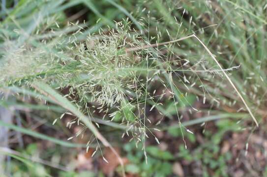 Sivun Eragrostis trichodes (Nutt.) Alph. Wood kuva