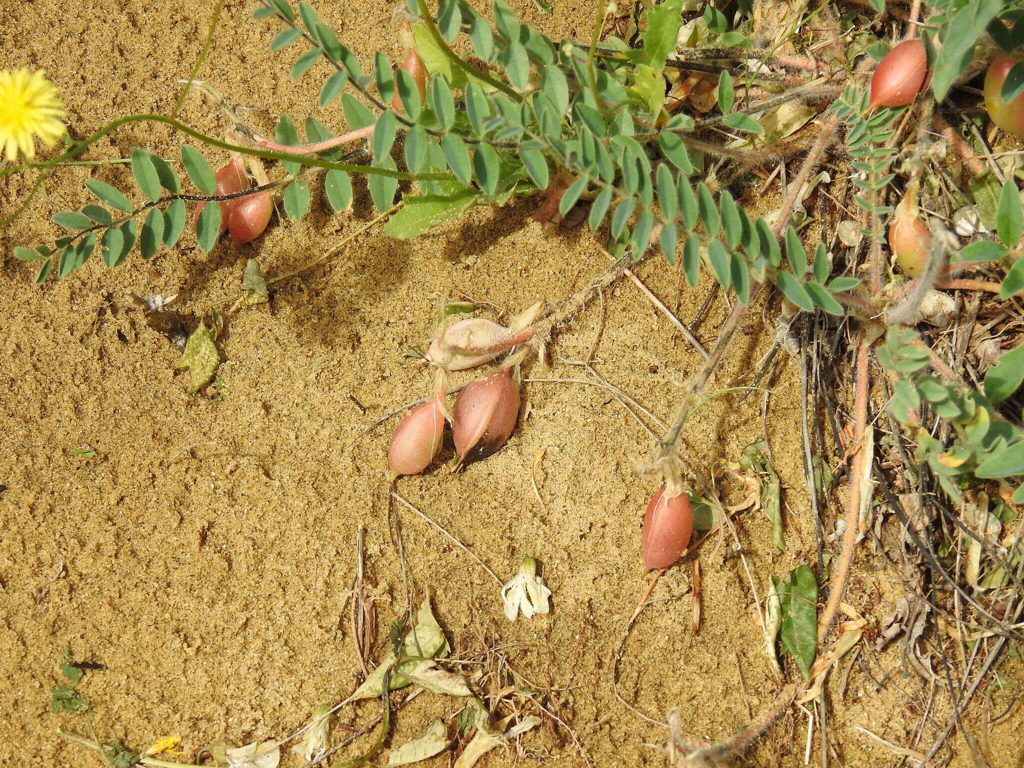 Imagem de Astragalus longipetalus Chater