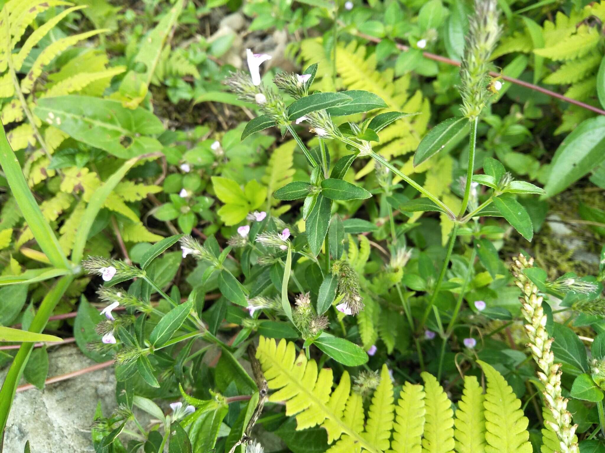 Image of Justicia procumbens L.