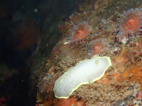 Image of Cadlina luteomarginata MacFarland 1966