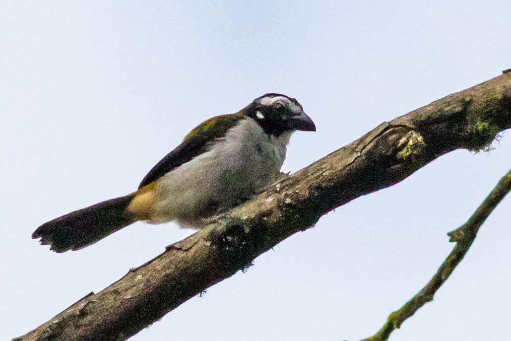 Image of Black-winged Saltator