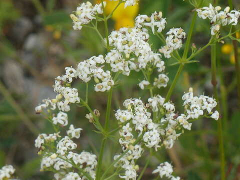 Plancia ëd Galium lucidum All.