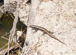 Image of Warm-temperate Water-skink