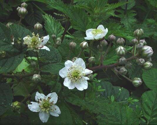 Plancia ëd Rubus warrenii Sudre