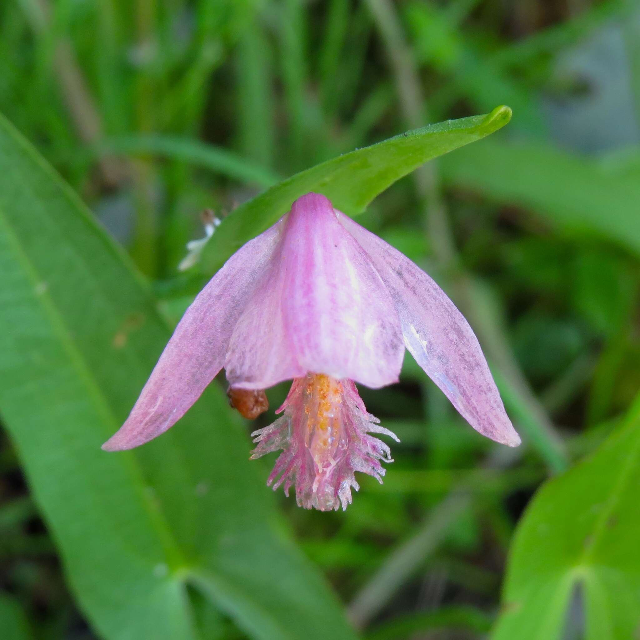 Image of snakemouth orchid