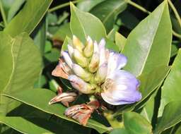 Image of Holy Mangrove