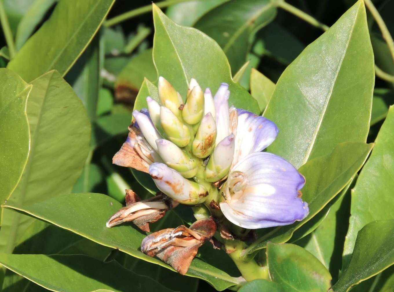 Image of Holy Mangrove