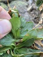 Image of Cascade fleabane