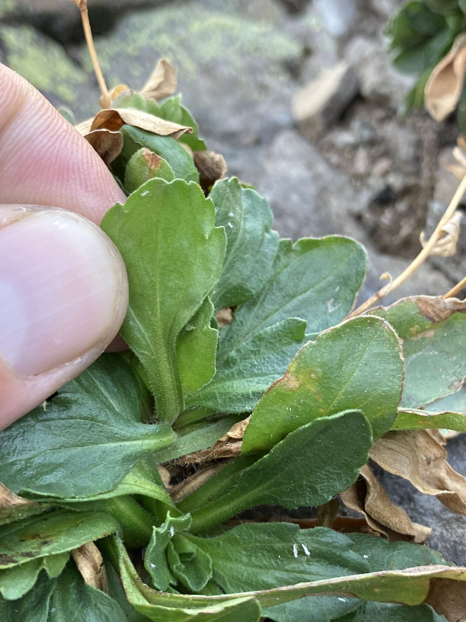 Image of Cascade fleabane