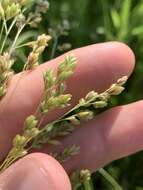 Image of Clustered Fescue