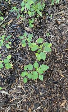 Acalypha setosa A. Rich.的圖片