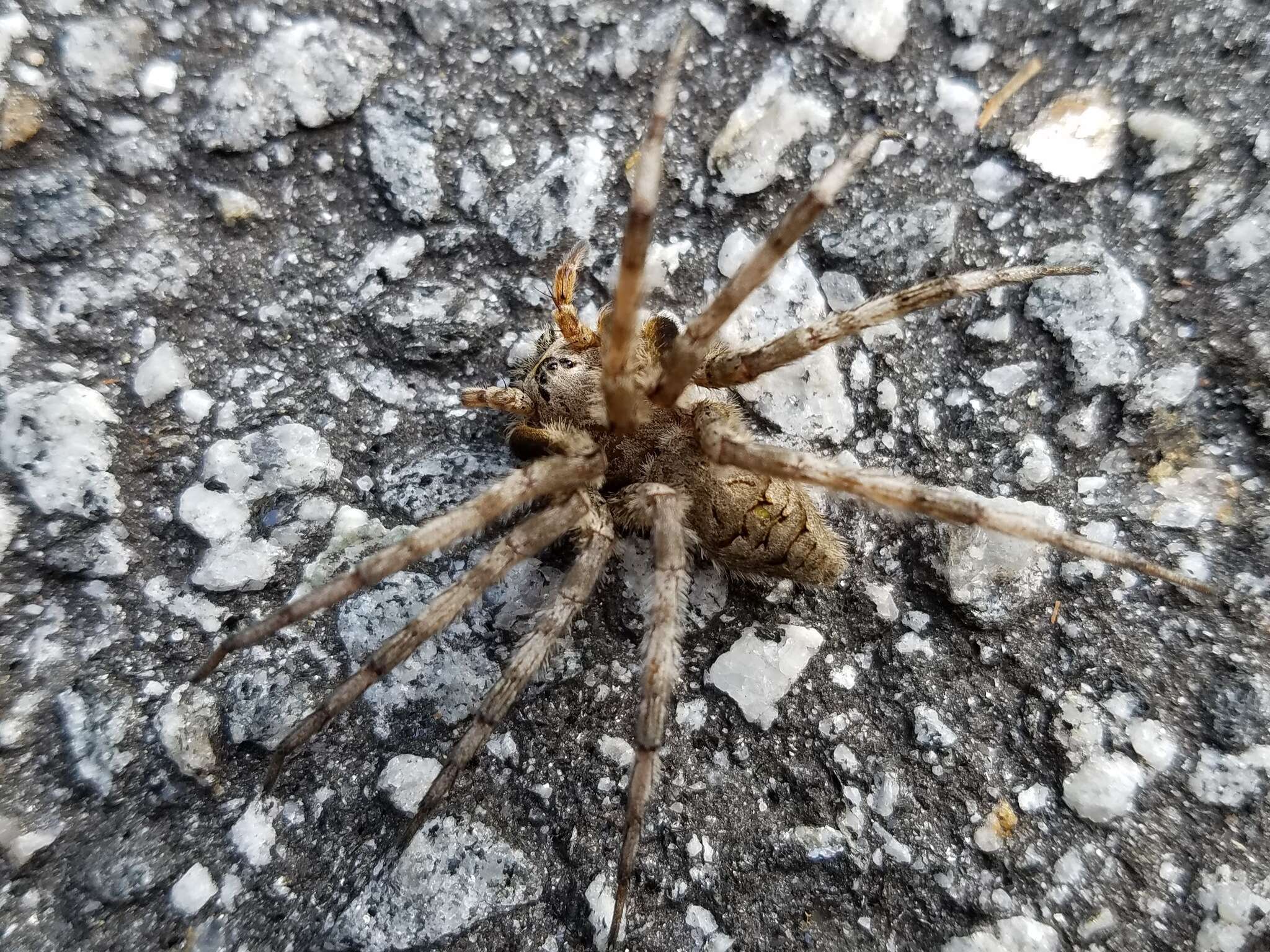 Image of Whitebanded Fishing Spider