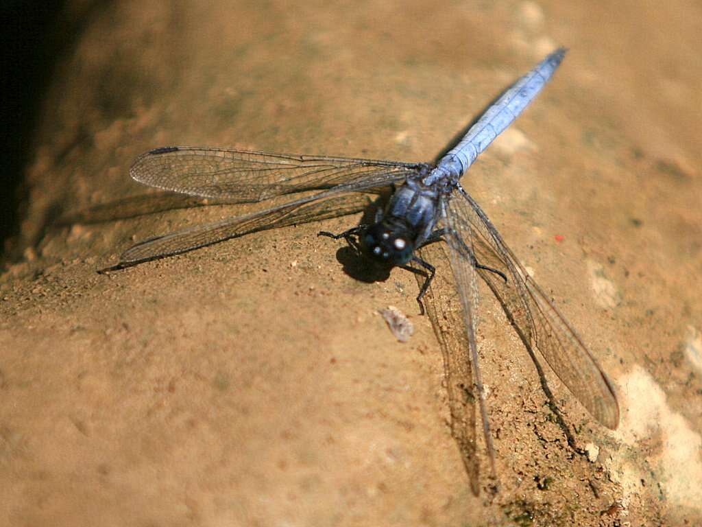 Image of blue marsh hawk