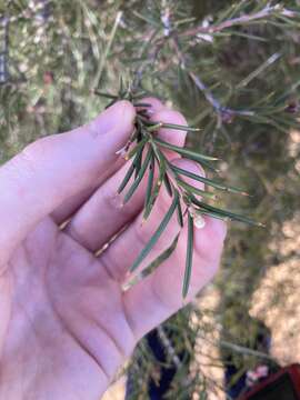 Image of Hakea circumalata Meissn.