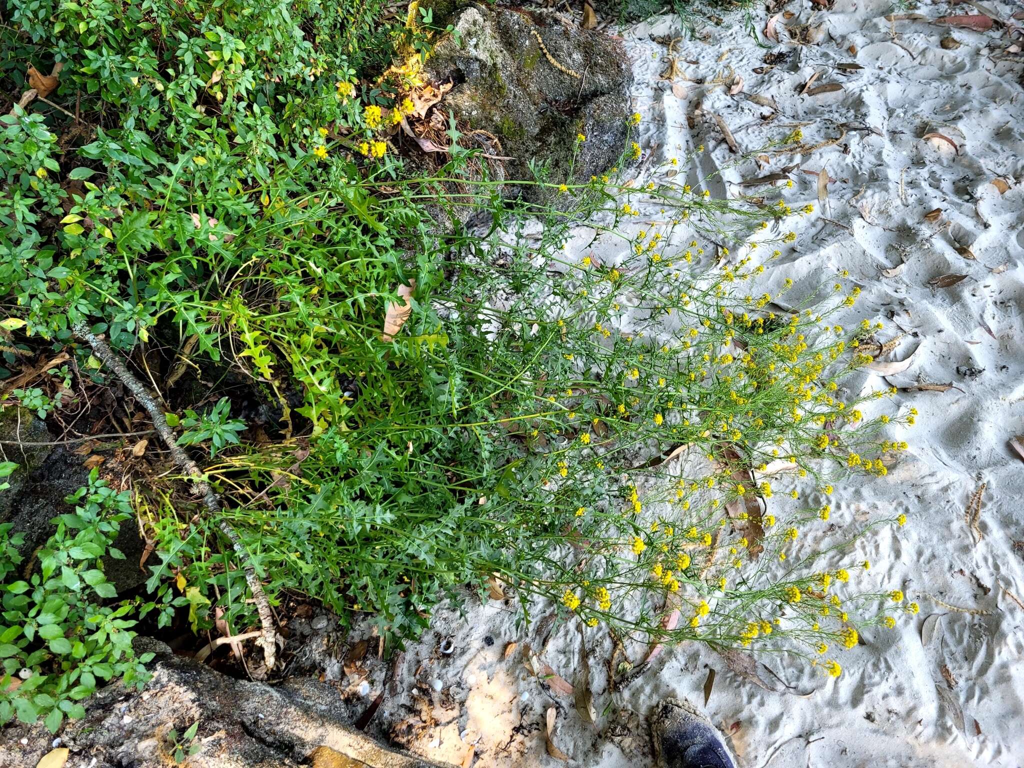 Слика од Sisymbrium austriacum Jacq.