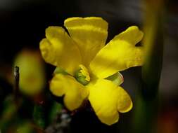 Image of Hibbertia empetrifolia subsp. empetrifolia