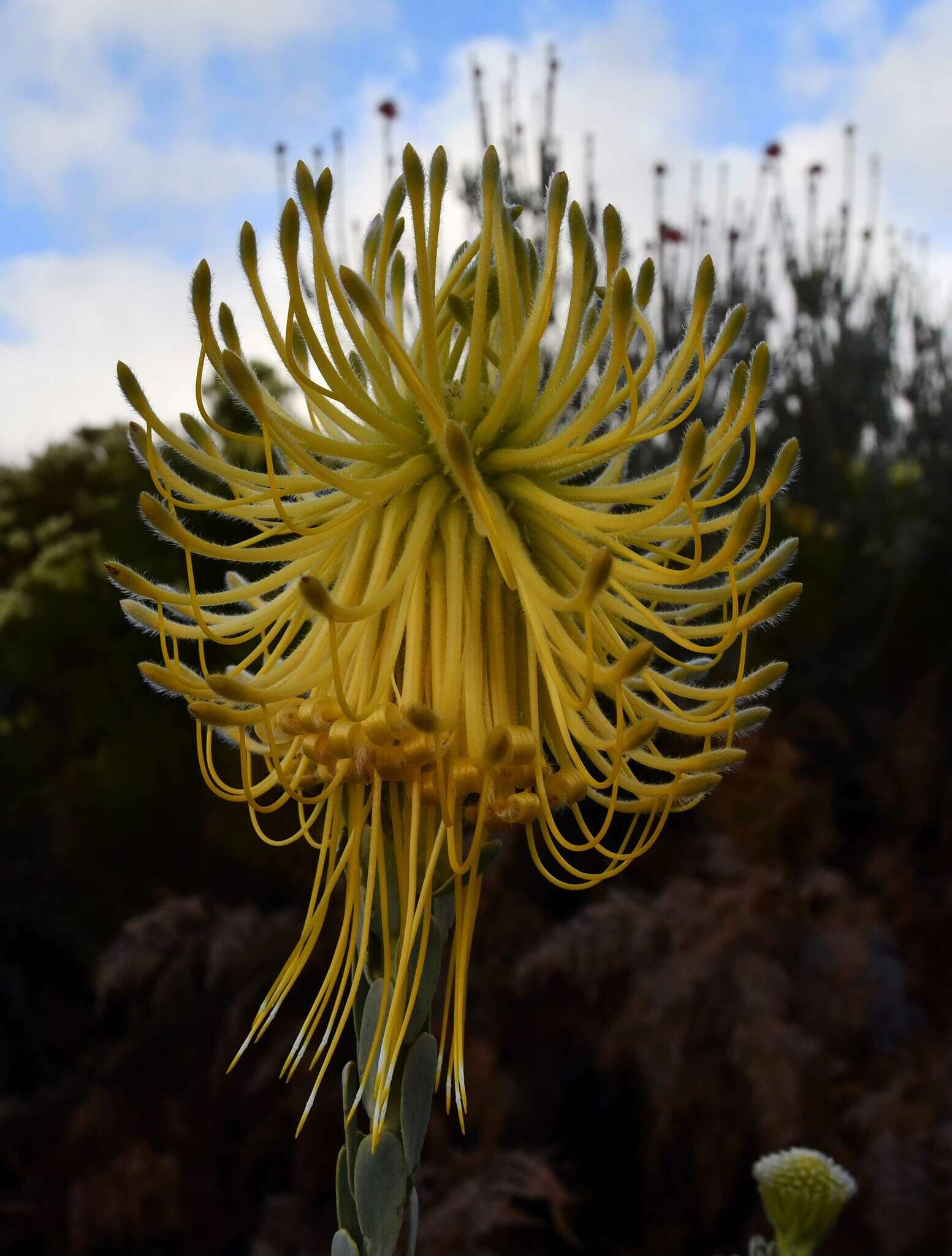 Image of Leucospermum reflexum var. luteum J. P. Rourke