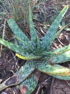 Image of Aloe transvaalensis Kuntze