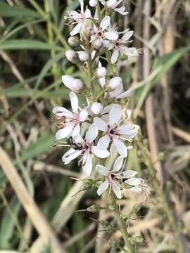 Lysimachia ephemerum L. resmi