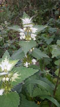 Слика од Lamium moschatum Mill.