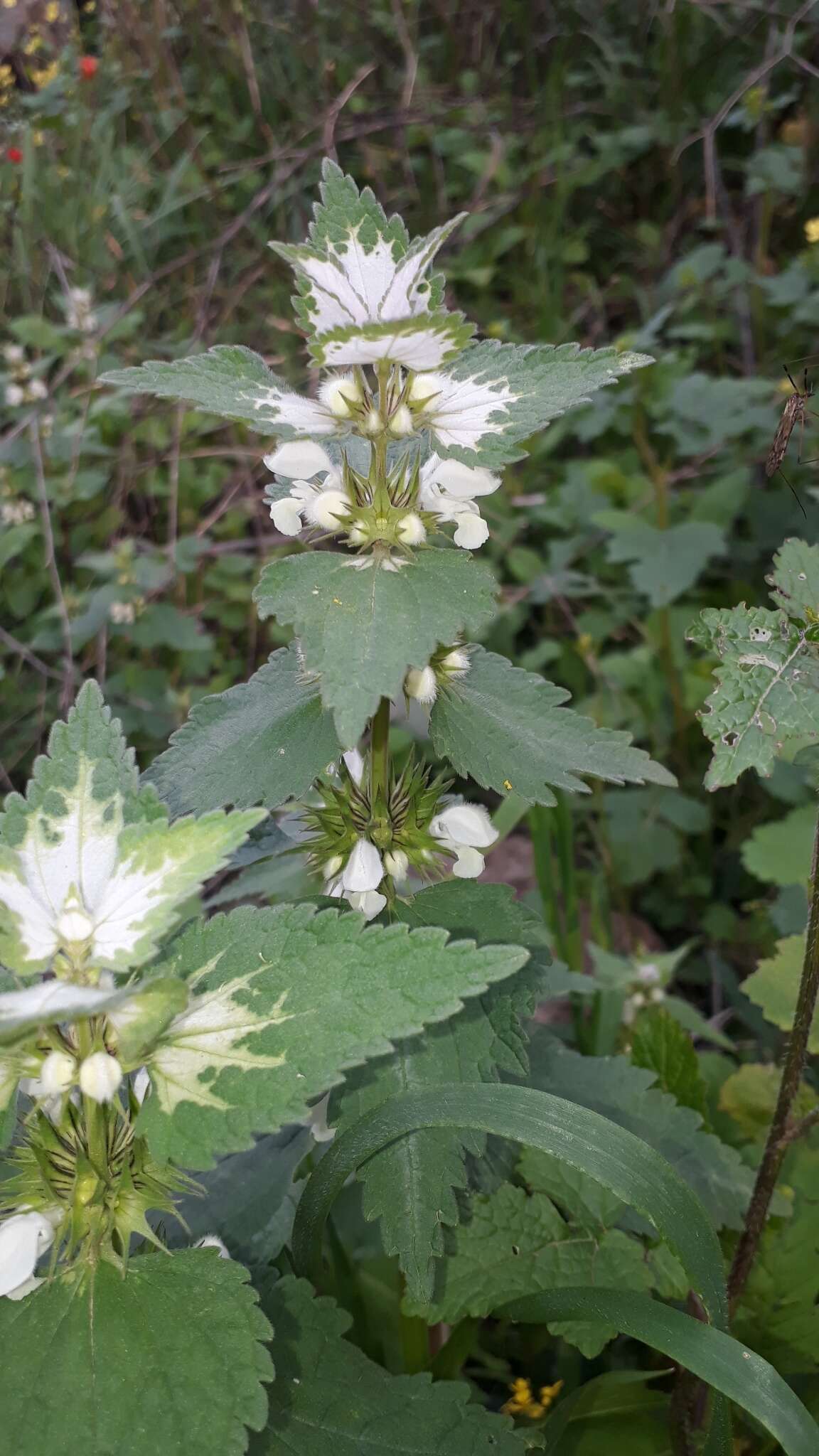 Image of Lamium moschatum Mill.